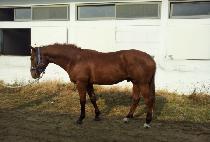 ����ü (BELOCHE) ����