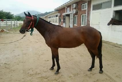 �Ǳ׹� ����