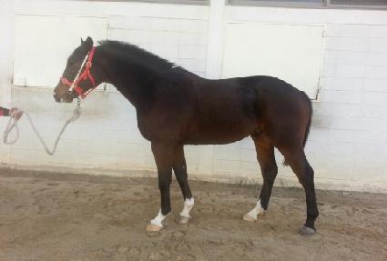 ���������� ����