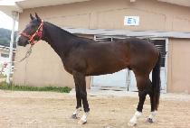 ��Ʈ�����̵� (BIT BLADE) ����