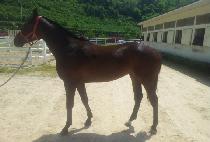 ������� (BLUE WATER) ����