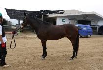 ����¡�Ǵн� (Rising Phoenix) ����