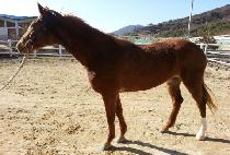 ���� (HAENGUN GANGJA) ����