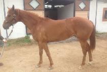 õ������ (CHEONJI MYEONGUN) ����