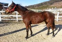 ������� (HAENGUN JEONCHA) ����