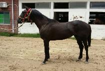 ��������Ʈ (WINNING POINT) ����