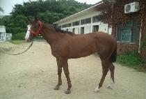 â�����̽� (CHANGDONG ACE) ����