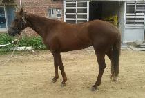 ���帲 (GOLD DREAM) ����