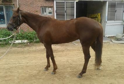 ���帲 ����