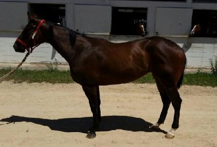 �¸������� ����