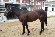 �հ� (WANGGONG) ����