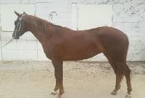 �Ƹ��ٿ�� (AREUMDAUN YEOWANG) ����