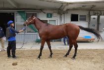 ���̴����ε� (MIDAS ROAD) ����