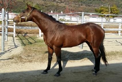 ���Ǻ����� ����