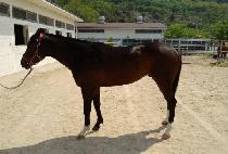 ���������� (YUSEONG FIGHTING) ����