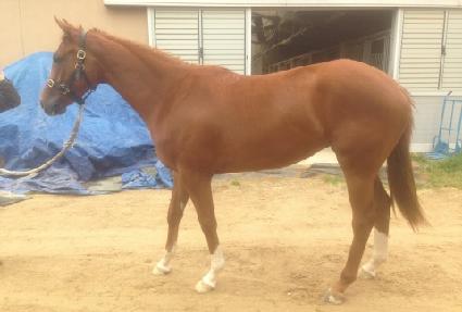 ���彺Ÿ ����