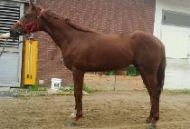 ��ž (SINTAP) ����