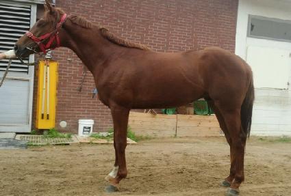 ��ž ����