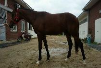 ��¡ (AYJING) ����