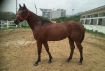 �ö���� (FLAMENCO) ����