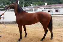 ��Ÿ�� (PATTAYA) ����