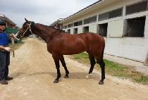 �������� (NURI BULPAE) ����