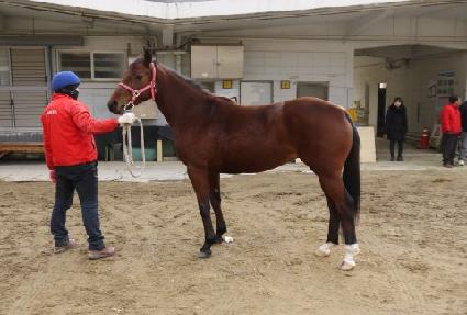 �����罺 ����