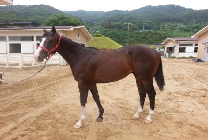 ������Ʈ�¾� ����