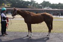 ���ڶ� (STELLAR) ����