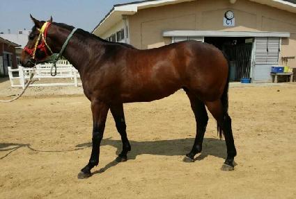 ����ȶ��� ����