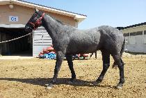 ���Ƕ��� (OCEAN LINE) ����