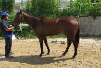 ��õ�� (YEONGCHEONSU) ����