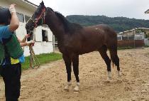 Ȳ�ݼҳ��� (HWANGGEUM SONAMU) ����