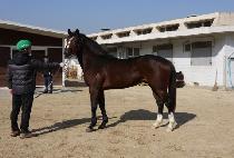 �Ｓ (GONSEOL) ����