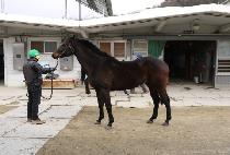 �۾Ͻ�Ÿ�� (SONGAM STYLE) ����