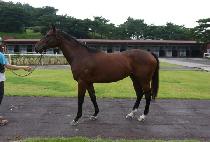 �÷���Ĺ (Flame Cat) ����