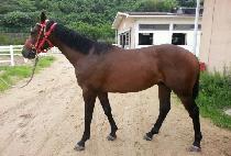 ���� (SEN NOM) ����