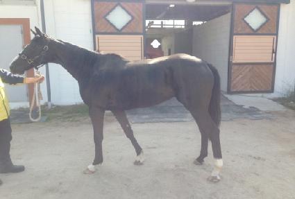 �����ǹٴ� ����