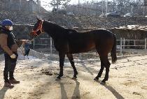 ����ǿ��� (SARANGUI YEOLMAE) ����