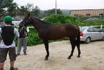 ��������� (SUPREME GOLD) ����