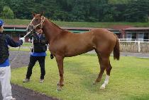 ������ȭ (BYEOLBIT SINHWA) ����