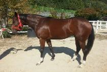 �޸������� (MERLIN NEWS) ����