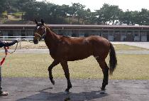 ����õ�� (IRILCHEOLLI) ����