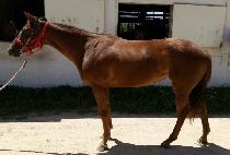 ����� (HUIMANG GO) ����