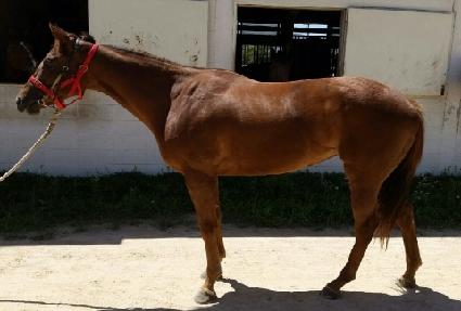 ����� ����