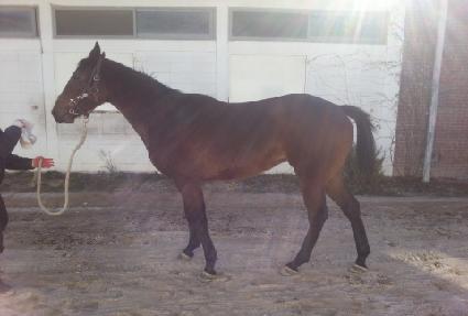 �Ѷ��ǵ�ǳ ����