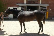 ������ (WIND QUEEN) ����