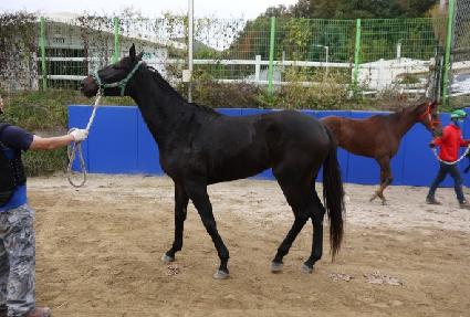 ���ϵ�ĸƾ ����