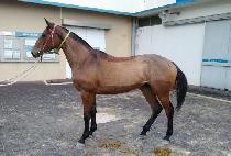 ��ȣ���̾� (GANGHO IRON) ����