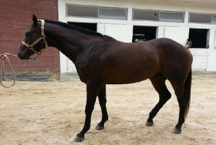 �ڸ�����ũ ����